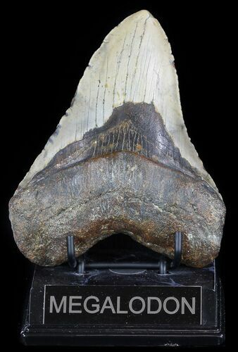 Bargain, Megalodon Tooth - North Carolina #50995